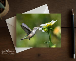 Am all occasion greeting card with fine photography of a humminghbird in a flower garden available at Cove Creek Photography.